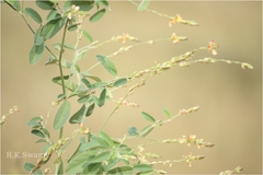 Alysicarpus heyneanus